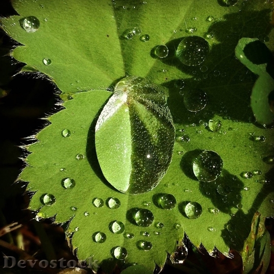 Devostock Drop Water Leaf Raindrop 2