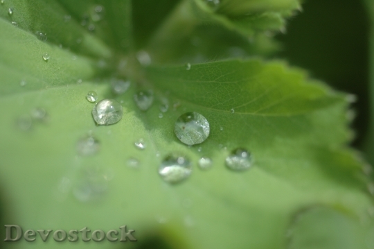 Devostock Drop Water Leaf Water