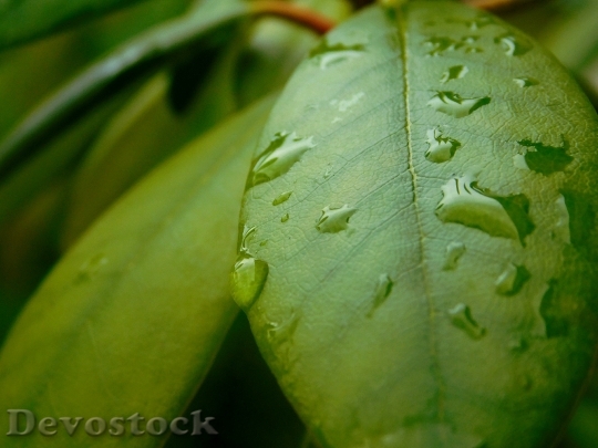 Devostock Drop Water Leaves Close