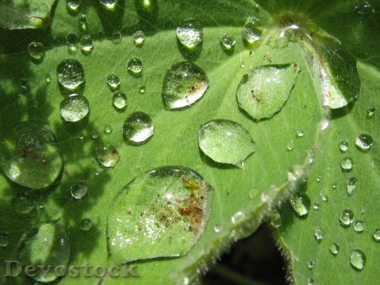Devostock Drop Water Plant Leaf 0