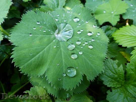 Devostock Drop Water Plant Leaf