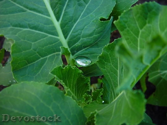 Devostock Droplet On Broccoli Leaf