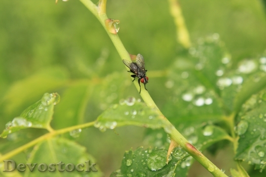 Devostock Drops Fly Rain Raindrops