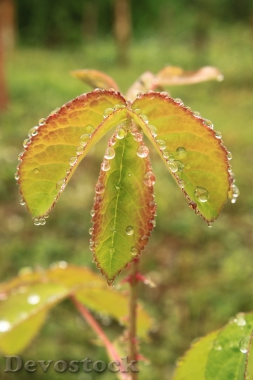 Devostock Drops Green Leaf Leaves 1