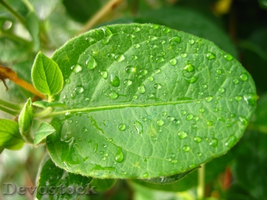 Devostock Drops Green Leaf Water