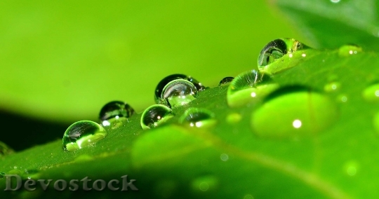 Devostock Drops Nature Grass Water