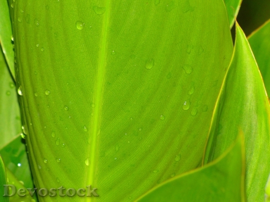 Devostock Drops Plant Leaves Water 0