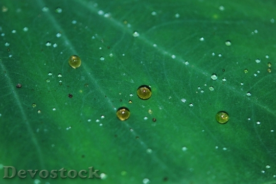 Devostock Drops Plant Leaves Water 2