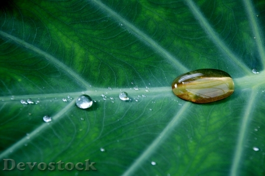Devostock Drops Plant Leaves Water 3