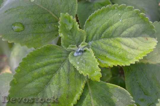 Devostock Drops Plant Leaves Water