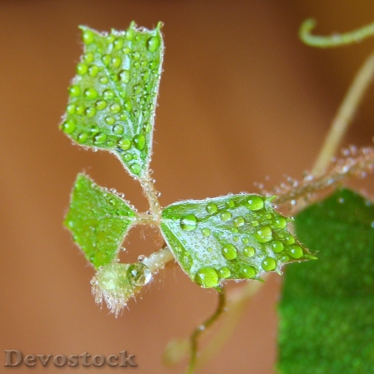 Devostock Drops Water Drops Leaf 0