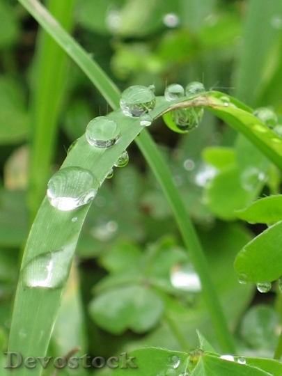 Devostock Drops Water Leaf Green