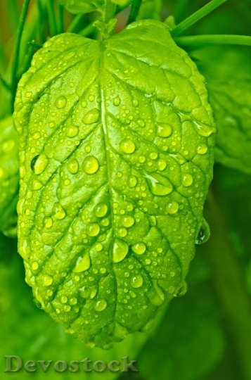 Devostock Drops Water Macro Leaf