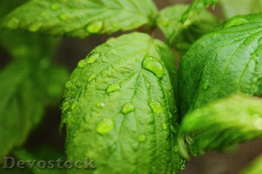 Devostock Drops Water Raspberry Leaf 0