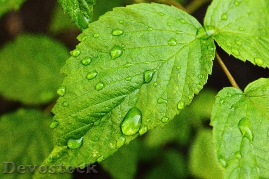 Devostock Drops Water Raspberry Leaf