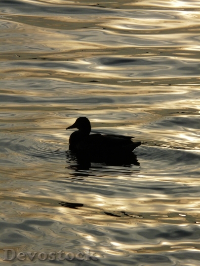 Devostock Duck Waves Lake Reflection