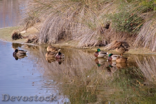Devostock Ducks In Winter Peace