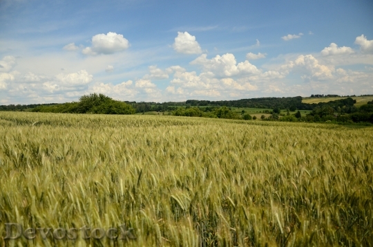 Devostock Field Crops Wheat Rye