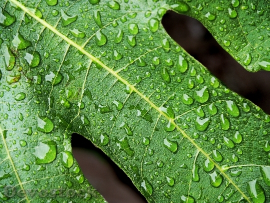 Devostock Fig Wet Leaf Green