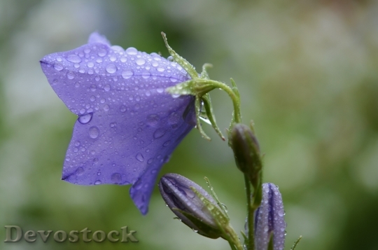 Devostock Flower Blue Water Drop