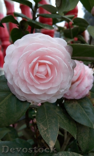Devostock Flower Camellia Plant Material