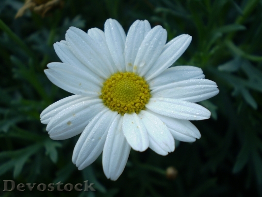 Devostock Flower Chrysanthemum White Plant