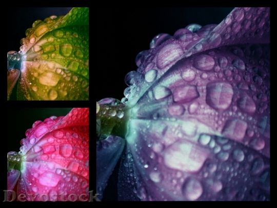 Devostock Flower Collage Color Drop 1