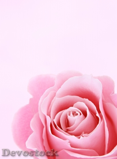 Devostock Flower Colors Pink 12365