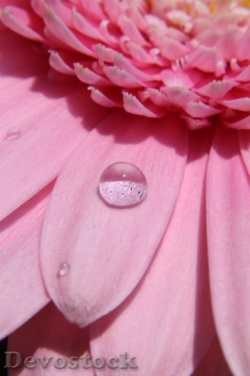Devostock Flower Drop Water Pink