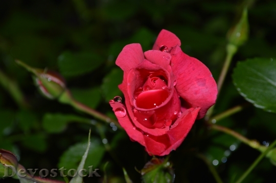 Devostock Flower Floral Petal Red