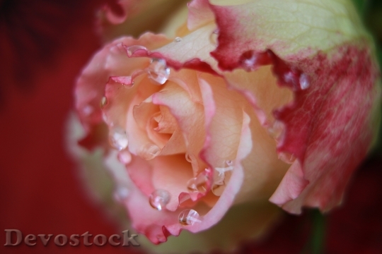 Devostock Flower Floral Rose Summer