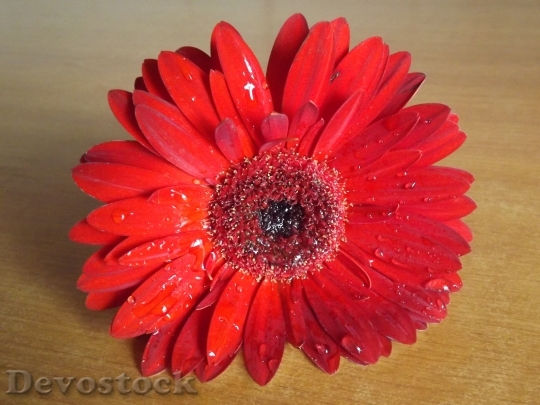 Devostock Flower Gerbera Red Dew