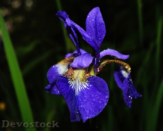 Devostock Flower Iris Blue After
