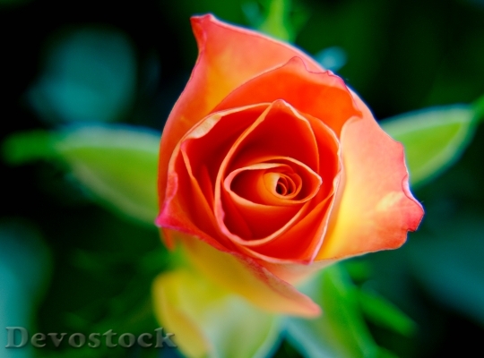 Devostock Flower Macro Rose 741