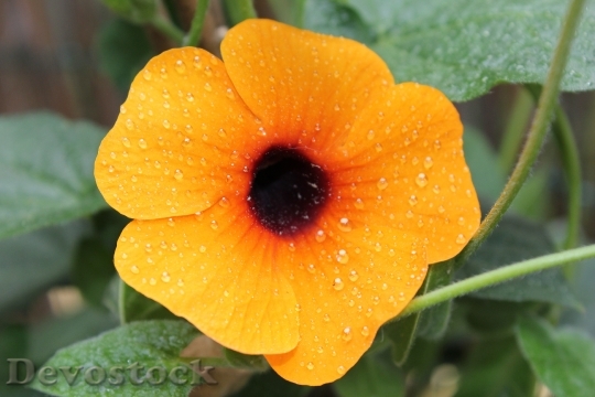 Devostock Flower Nature Black Eyed