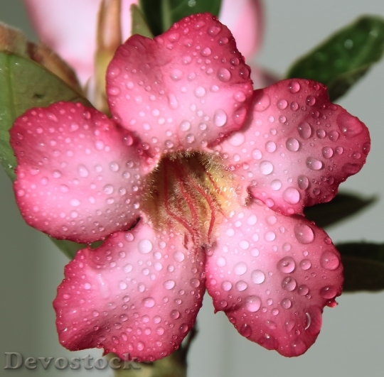 Devostock Flower Pink Drops Rain