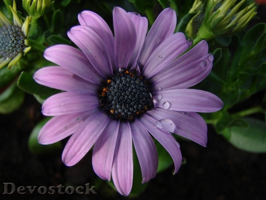 Devostock Flower Purple Flowers Summer