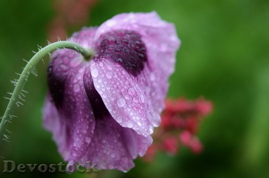 Devostock Flower Purple Water Drop