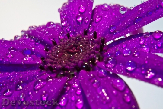 Devostock Flower Rain Macro Detail