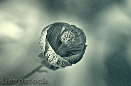 Devostock Flower Rain Wet Drops 1