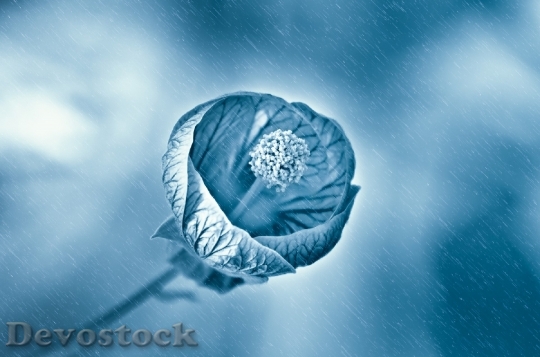 Devostock Flower Rain Wet Drops