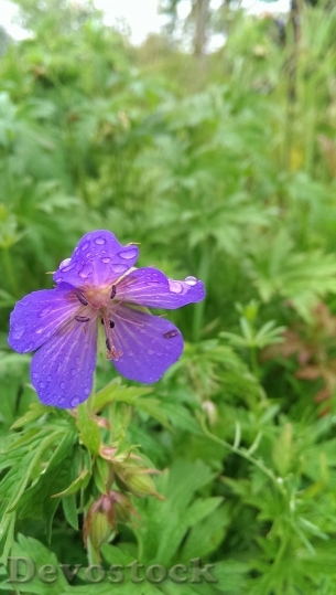 Devostock Flower Raindrop Drop Water