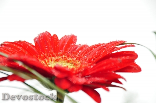 Devostock Flower Red Dewdrop White