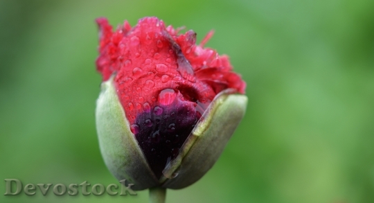 Devostock Flower Red Water Drop 1