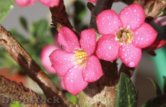 Devostock Flower Rosa Desert Yellow 1