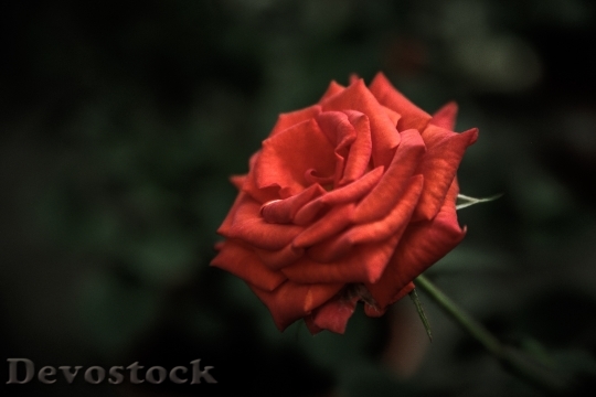 Devostock Flower Rose 249