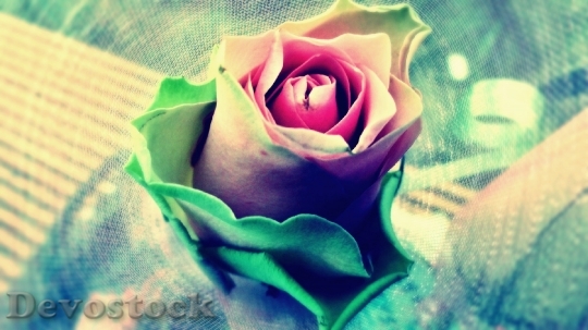 Devostock Flower Rose Bloom 1425