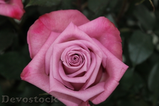 Devostock Flower Rose Flora 9696