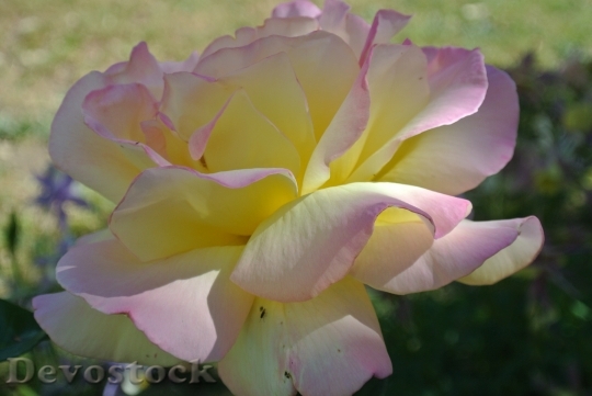 Devostock Flower Rose Peace Pink