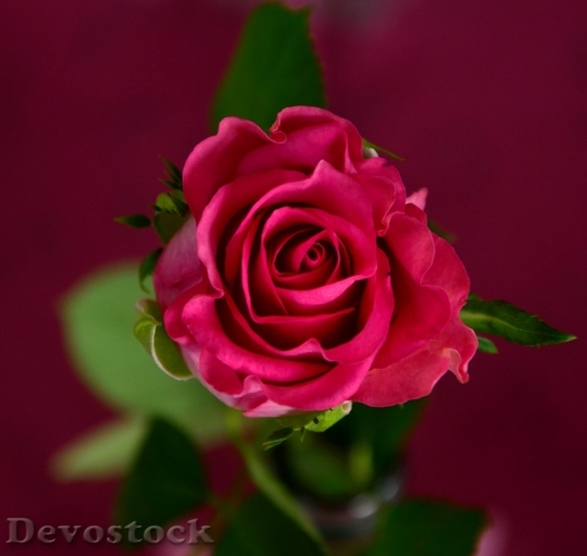 Devostock Flower Roses Red Roses Bloom 1) 4K